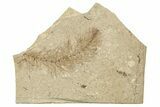 Eocene Prickly Hornwort (Ceratophyllum) Fossil - Wyoming #257032-1